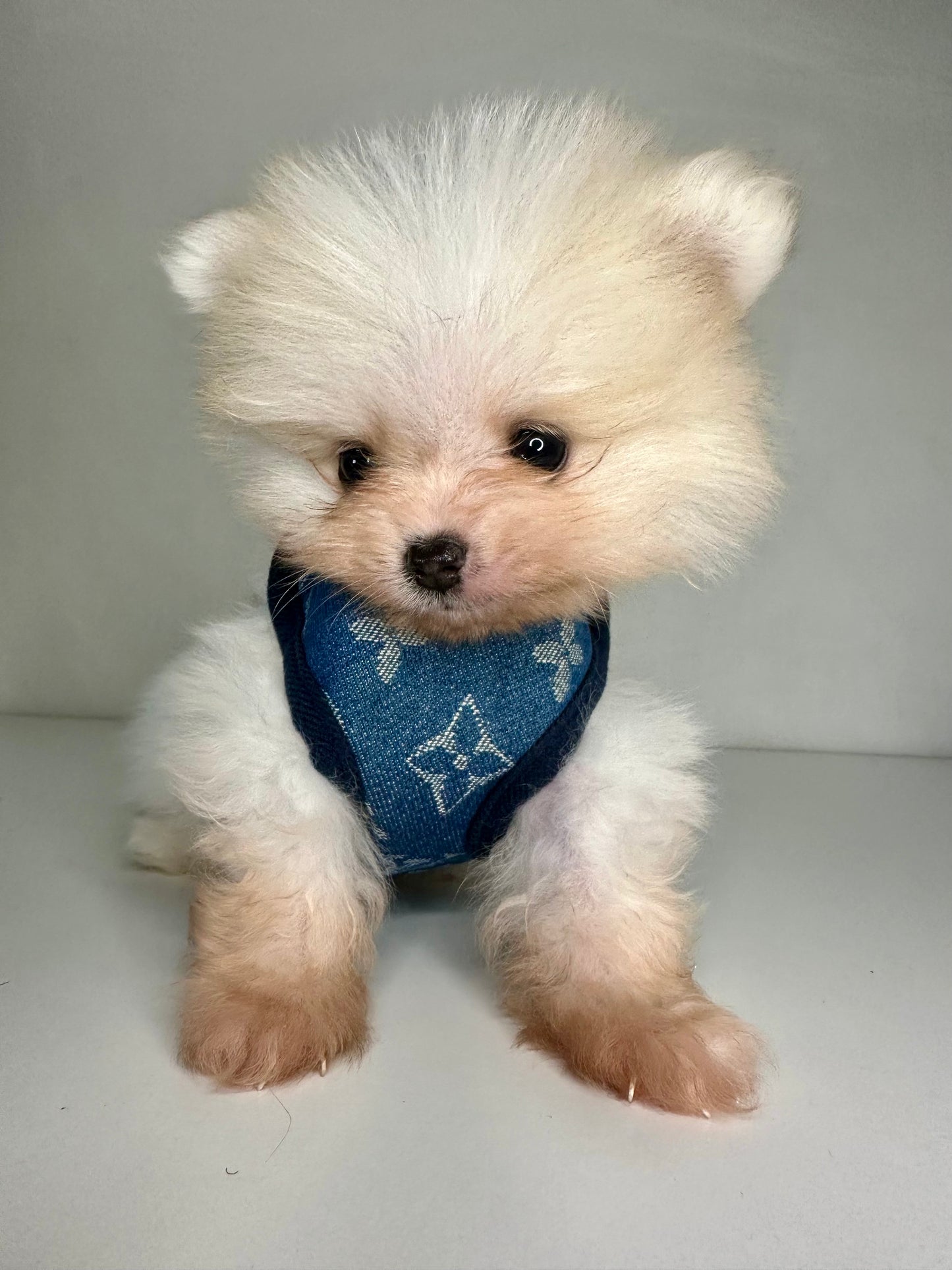 LuiPawtton harness & leash set