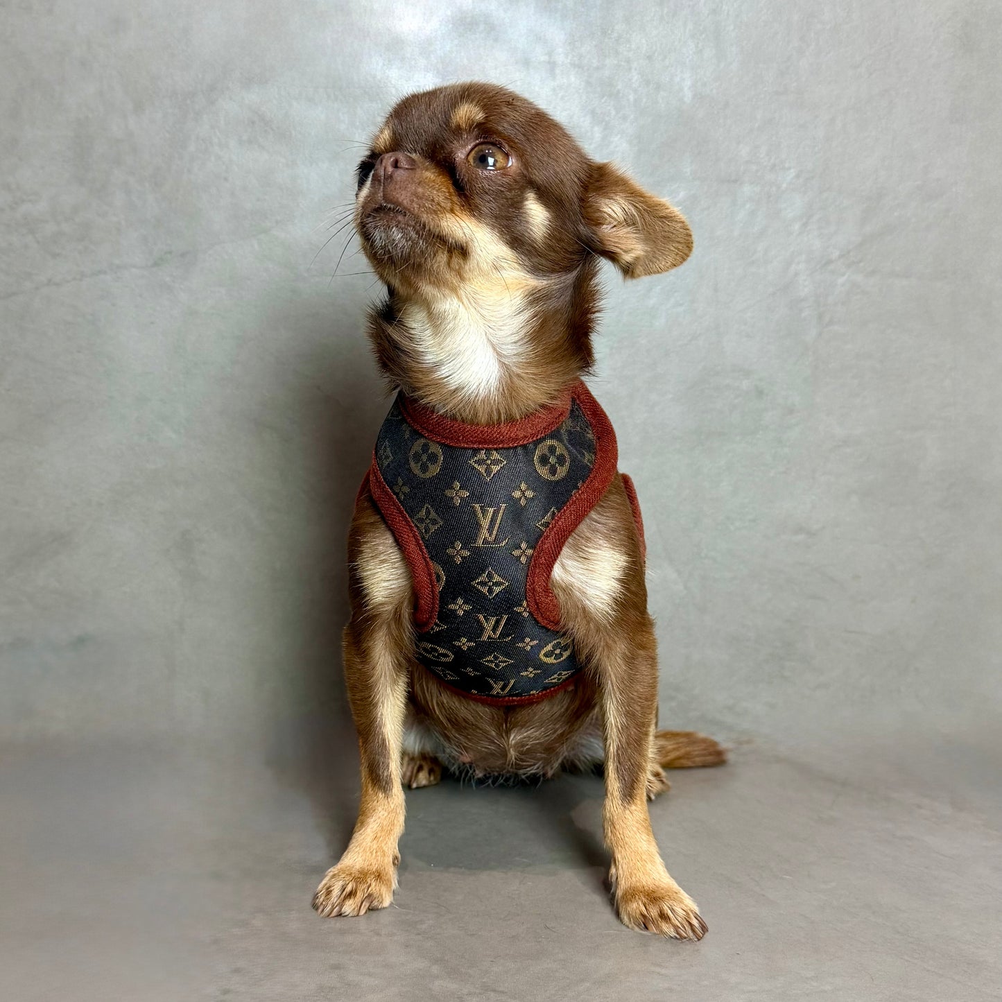 LuiPawtton harness & leash set