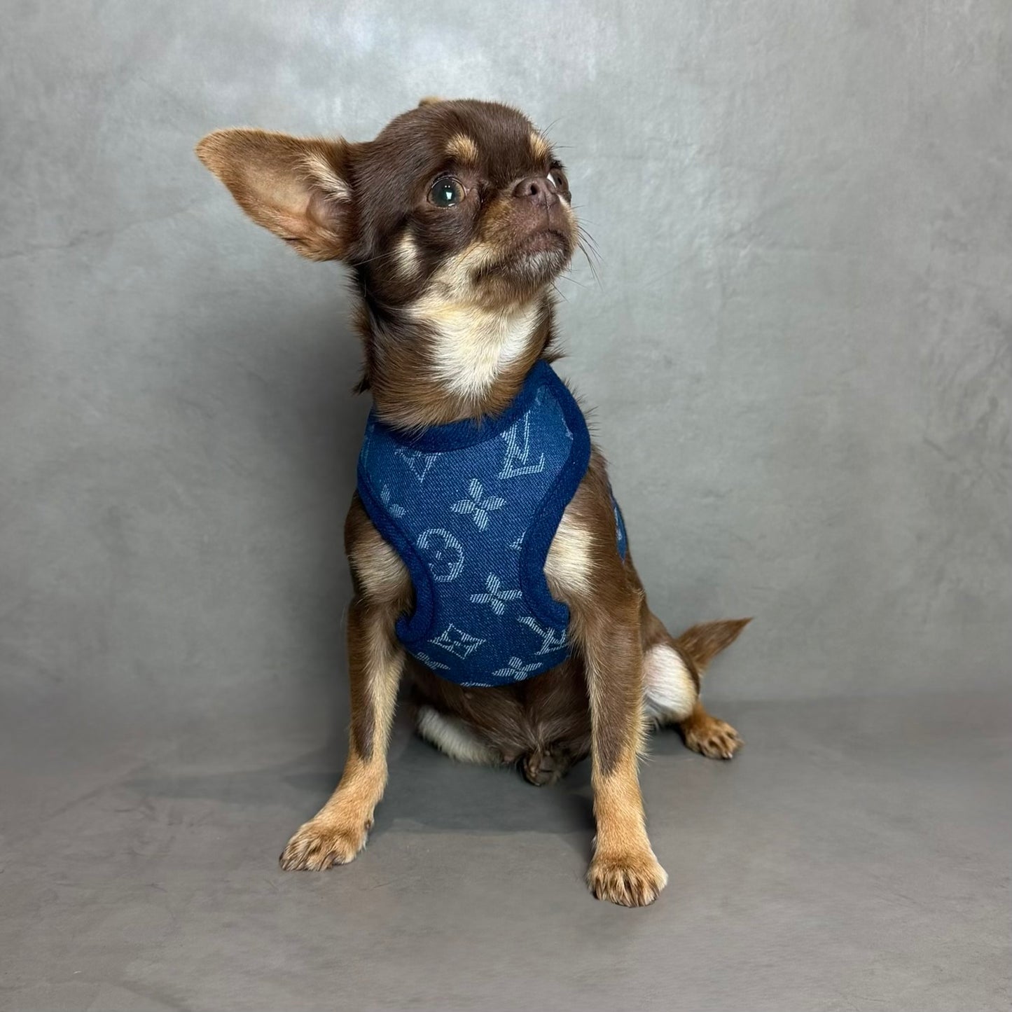 LuiPawtton harness & leash set