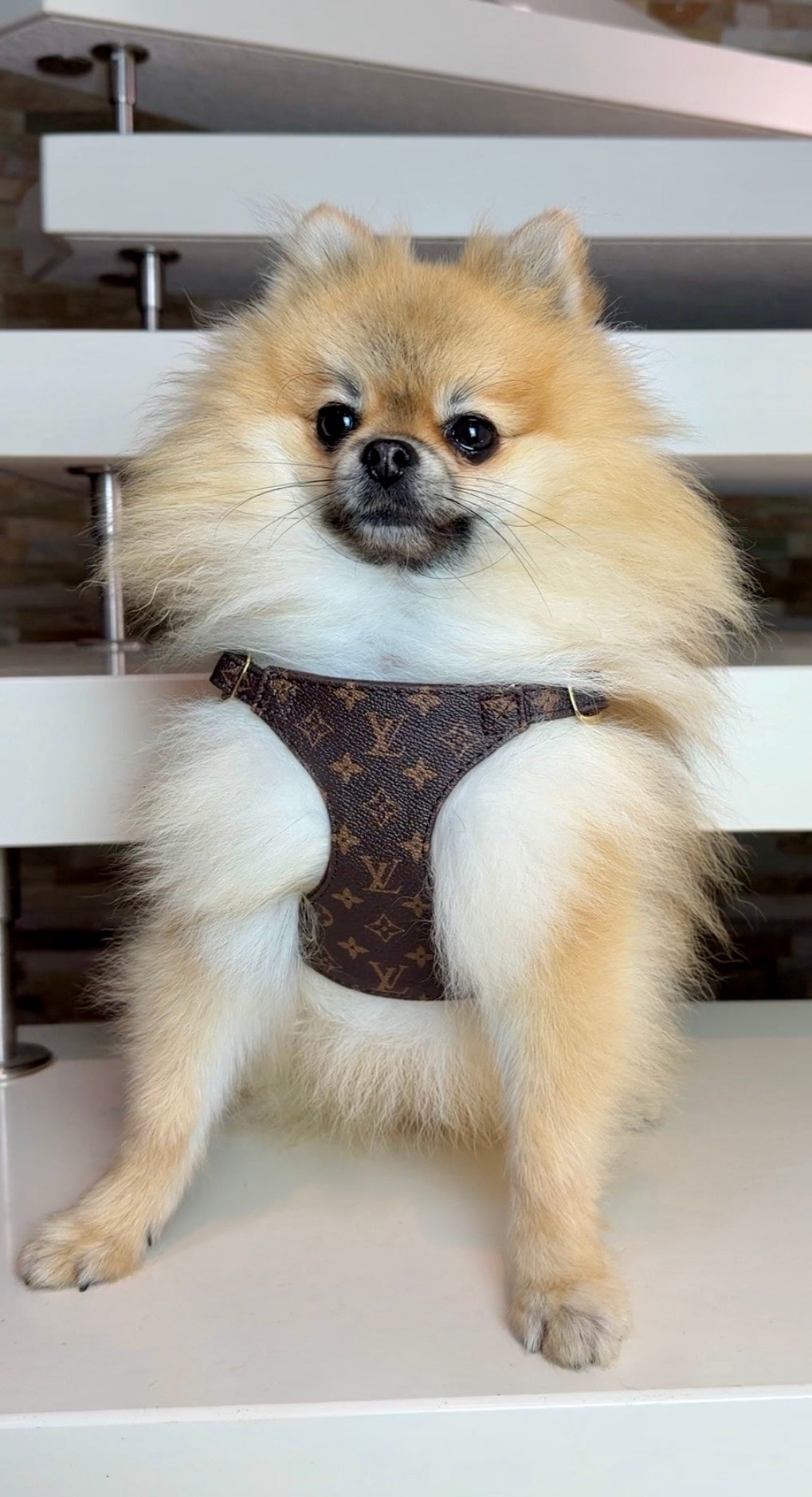 LuiVii Set (harness & leash)