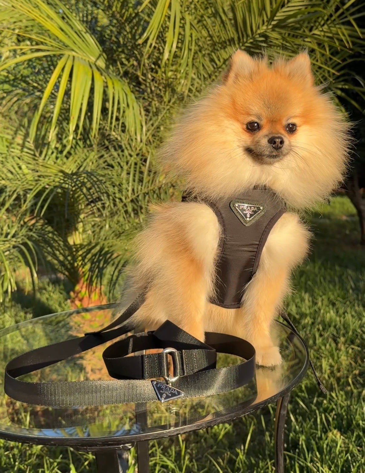 Pradelle Harness & Leash Set