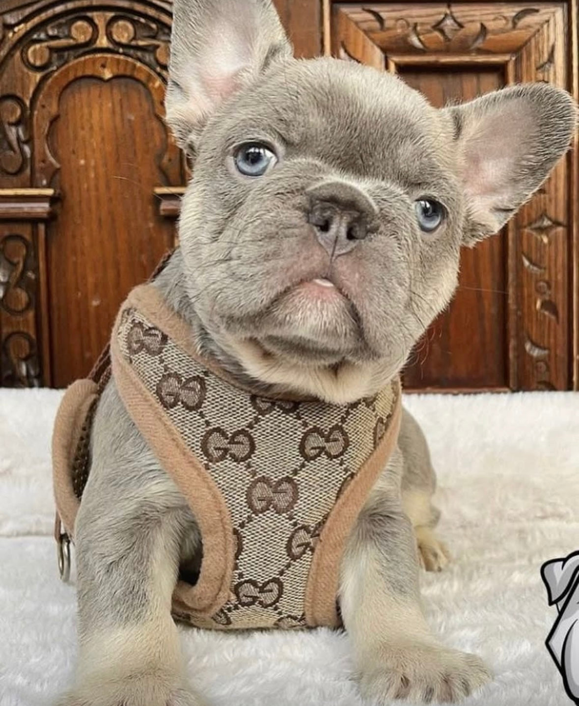 GGELITE LUXURY HARNESS & LEASH