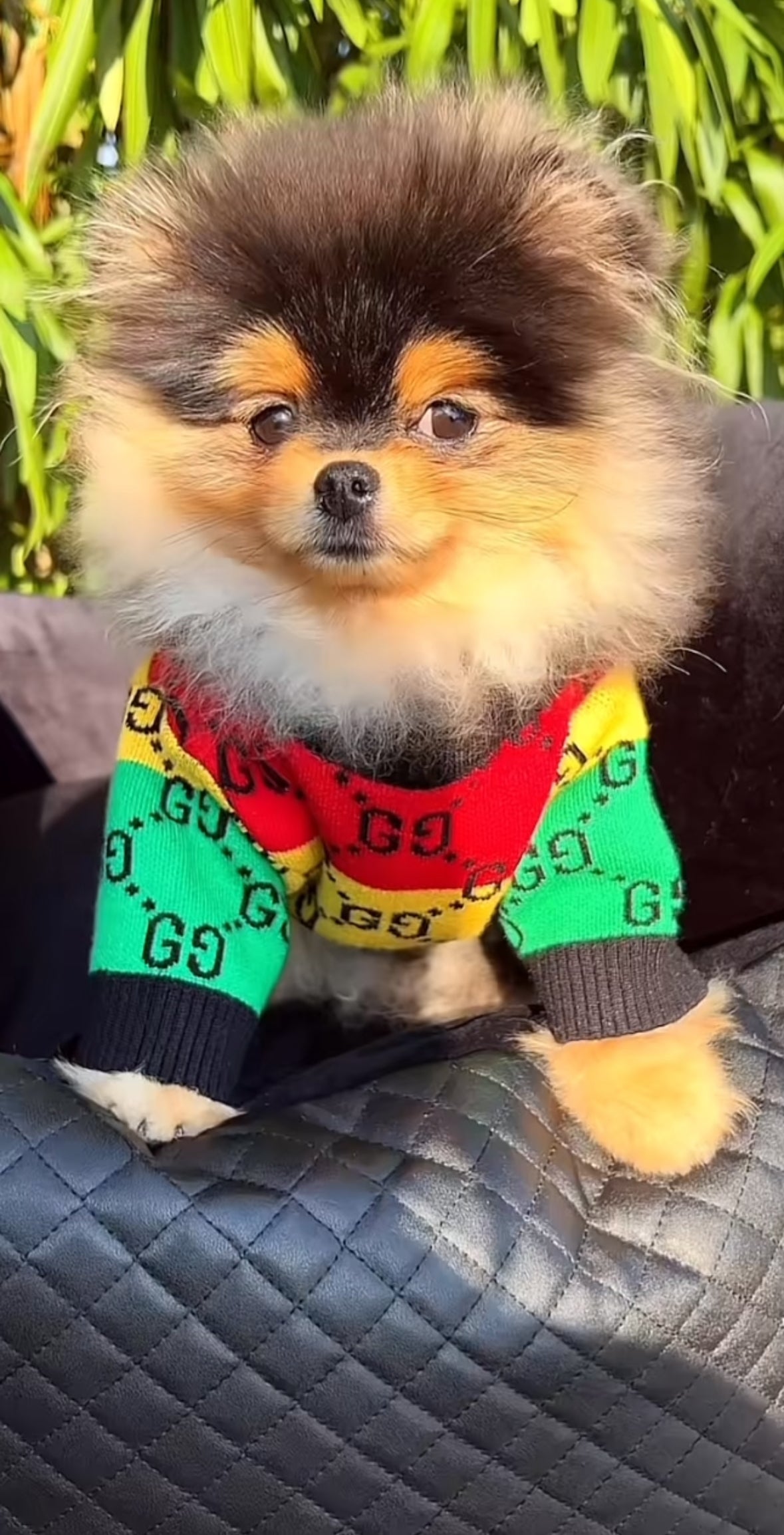 Pawcci Designer Sweater