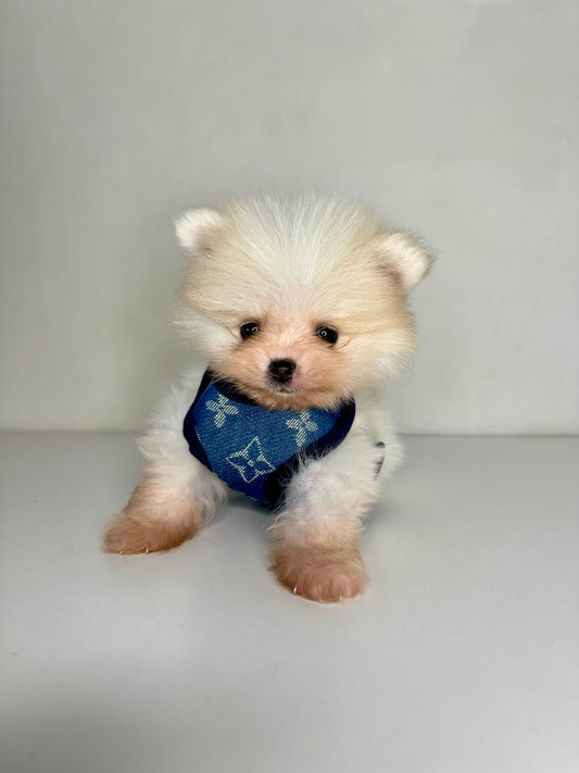 Set Louis Pawtton Blue (pettorina + guinzaglio)
